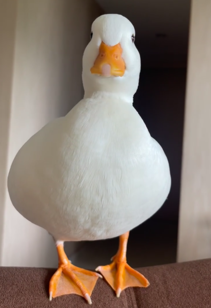 示例图像